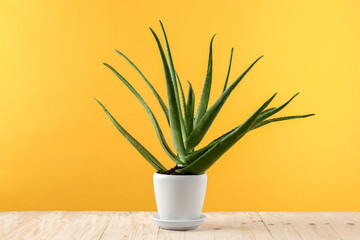 Green aloe vera in pot on wooden table against yellow background