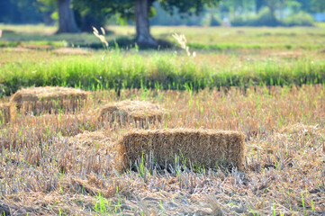 Piled stacks of dry straw collected for animal feed. Mowed dry grass in stack on farm field.
