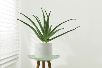 Beautiful potted aloe vera plant near white wall indoors, space for text
