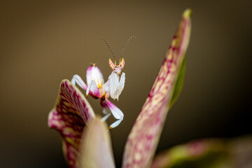 Orchid Mantis on a Pink Orchid