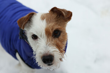 Cute Jack Russell Terrier in pet jacket on snow outdoors, closeup. Space for text