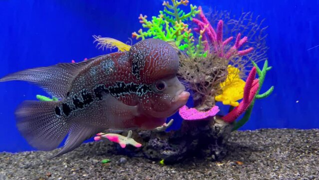 Close-up of red Flowerhorn fish in Aquarium. Amphilophus trimaculatus
