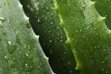 Fresh aloe vera leaves with water drops as background, top view