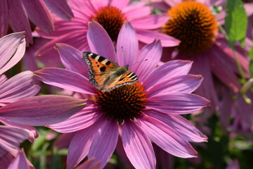 Butterfly on the echinacea flower. Pink flower. Summer garden