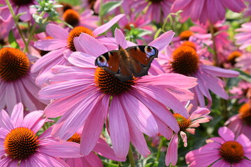Butterfly on a pink echinacea flower. Pink flower. Butterfly on a flower
