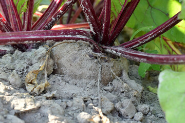 A bed of beets in the garden. A formed red beet fruit with tops is visible.