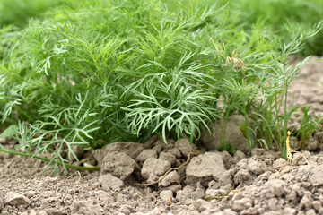 A row of green dill leaves sprouted thickly in the garden.