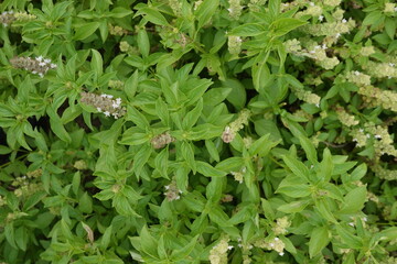 Ocimum basilicum herb leaf food blossom