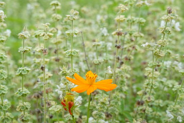 Ocimum basilicum herb leaf food blossom