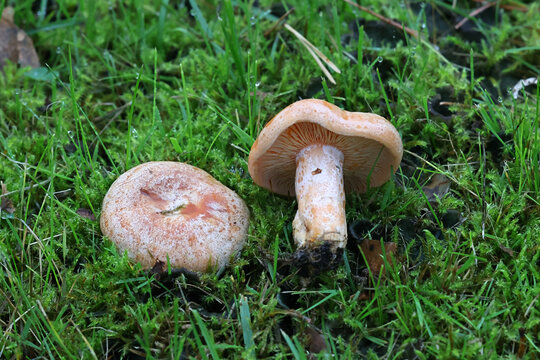 Saffron milkcap, Lactarius deliciosus, also known as red pine mushroom, wild fungus from Finland