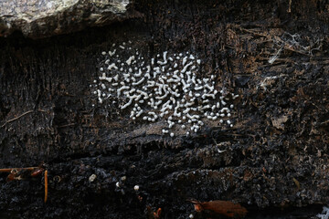 Physarum straminipes, slime mold from Finland, no common English name