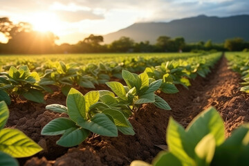 Peanuts plantation in countryside at evening with sunshine - obrazy, fototapety, plakaty