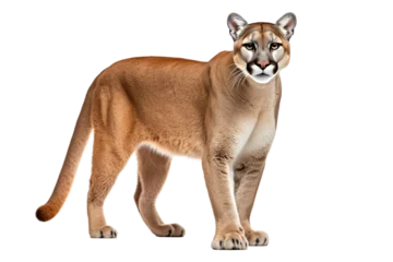 Schilderijen op glas Sunshine Stalkers: The Majestic Florida Panther Puma isolated on transparent background © Cool Free Games