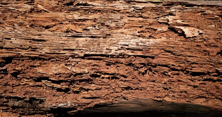 Close up of Rotten damaged wood is eaten by termites