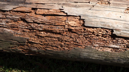 Rotten damaged wood