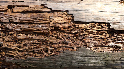 Close up view of Rotten damaged wood