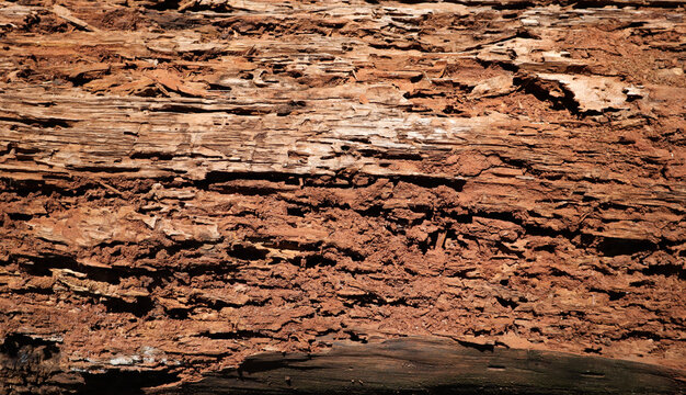 Damaged wood is eaten by termites