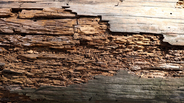 Close up view of Rotten damaged wood