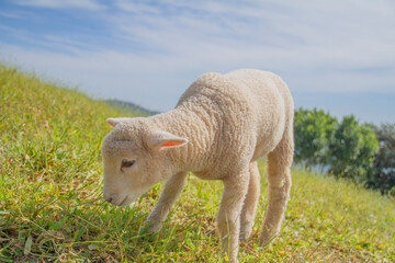 The little sheeps that were eating green grass in the meadow. Close-up postcard. The concept of agriculture, business, the world around, farmers.