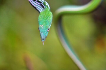 Long-nosed snake shoots dangle above the leaves