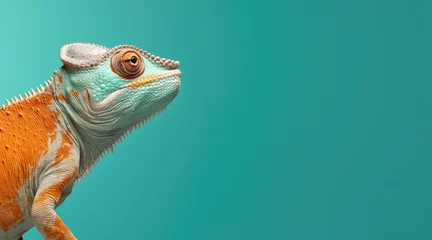 Gordijnen Beautiful chameleon on a green background © Alina Zavhorodnii