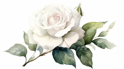 Fotobehang A white rose on a white background in watercolor for the wedding, clipart style © frimufilms