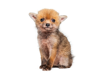 Sitting five weeks old Red fox cub looking at the camera, isolated on white