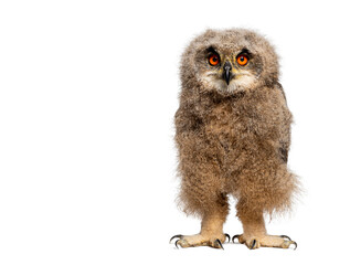 One month, Eurasian Eagle-Owl chick, Bubo bubo, looking at the camera, isolated on white