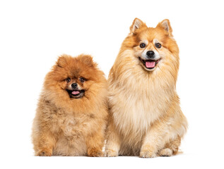Two Pomeranians sitting together panting, isolated on white