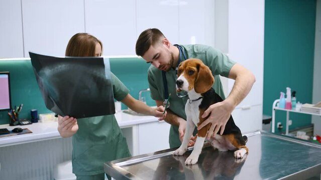 Holding the x-ray. Dog in veterinary clinic with two doctors.