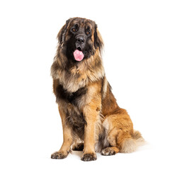 Portrait of a Leonberger panting, isolated on white