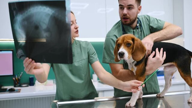Holding the x-ray. Dog in veterinary clinic with two doctors.