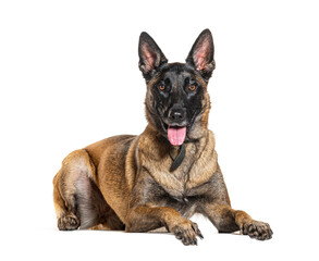 Malinois wearing a dog collar and panting, isolated on white