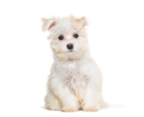 Sitting Maltese puppy looking at the camera, Three months old, isolated on white