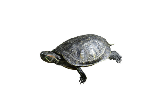 Painted turtle on a white or transparent background. PNG