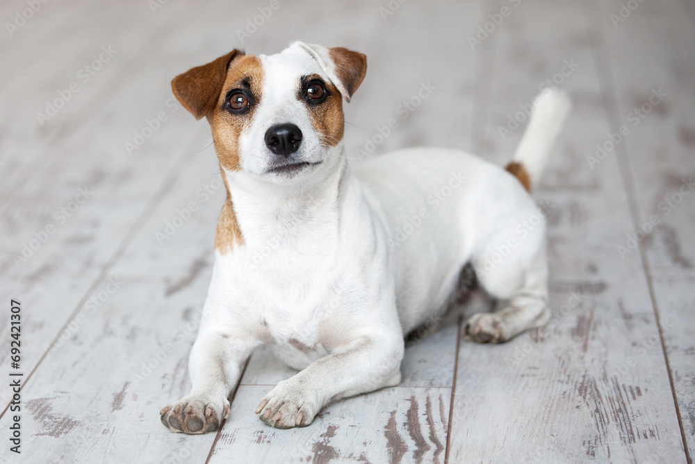 Wall mural Dog sitting on white wooden floor at home