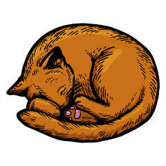 Sleeping cat engraving sketch style hand drawn color vector illustration. Scratch board style imitation. Black and white hand drawn image.