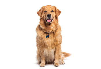 Happy sitting and panting Golden retriever dog looking at camera, wearing a collar and identification tag