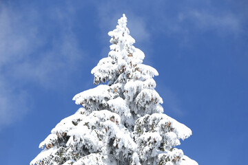 Alone fir tree heavily covered with fresh snow against blue sky.