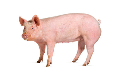 Side view of a Domestic pig, isolated on white