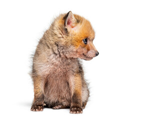 Sitting five weeks old Red fox cub looking away, isolated on white