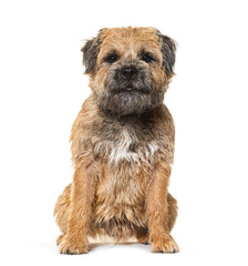 Border terrier, isolated on white