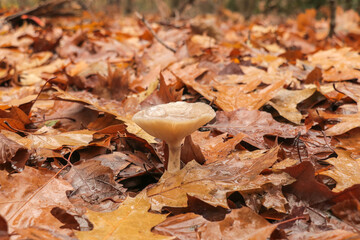 Small light brown yellow mushroom with visible spores gills in forest during fall autumn time. Selective focus with blurry background.