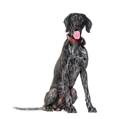 German Shorthaired Pointer Panting, wearing a collar, isolated on white