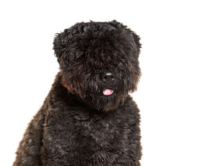 Bouvier des Flandres, isolated on white