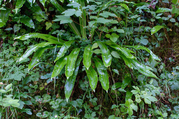 Obraz premium Des plantes tropicales vertes dans un sous bois humide