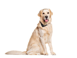 Golden retriever wearing a scarf, panting and looking at the camera, isolated on white