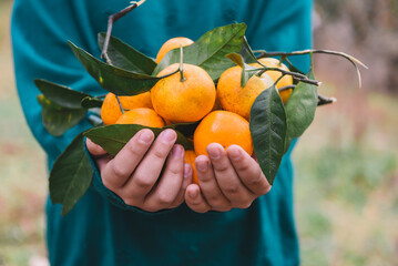Tangerine picking in the garden for background