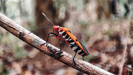 Cute forest insects or commonly called bobocongs in Javanese forests with blur background