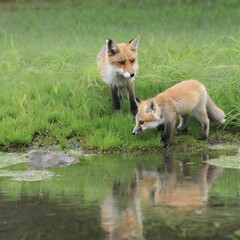 Fototapeta premium キツネ